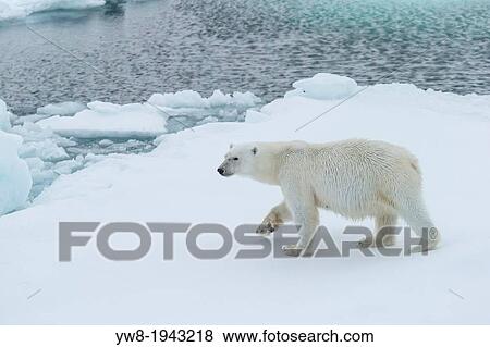 Polar Bear Portrait, Greenland. View Large Photo Image Stock Photo - Polar Bear Portrait, Greenland.. Fotosearch