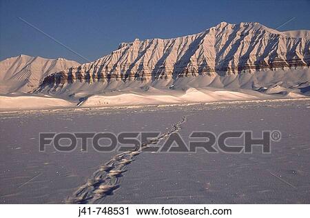 Polar bear tracks crossing fiord Ny Alesund to Longyearben traverse Spitsbergen Island Svalbard Norwegian Arctic View Large Photo Image Stock Image - Polar bear tracks crossing fiord Ny Alesund to Longyearben traverse Spitsbergen Island Svalbard Norwegian Arctic. Fotosearch