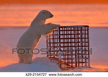 Polar bear (Ursus maritimus) curious bear investigating man-made structure, Wapusk NP, Cape Churchill, Manitoba, Canada. View Large Photo Image Stock Photo - Polar bear (Ursus maritimus) curious bear investigating man-made structure, Wapusk NP, Cape Churchill, Manitoba, Canada.. Fotosearch