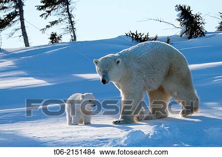 Polar bear (Ursus maritimus) female with her 3 months cub, soon after emerging from their den in March. Wapusk National Park, Churchill, Manitoba, Canada. View Large Photo Image Picture - Polar bear (Ursus maritimus) female with her 3 months cub, soon after emerging from their den in March. Wapusk National Park, Churchill, Manitoba, Canada.. Fotosearch