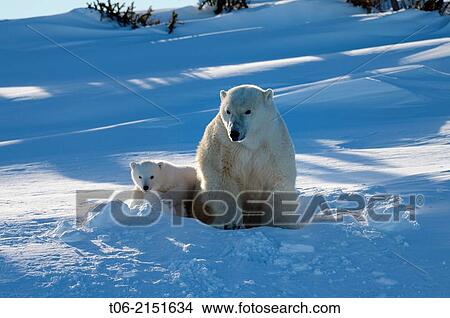 Polar bear (Ursus maritimus) female coming out the den with one three month cub in march. Wapusk National Park, Churchill, Manitoba, Canada. View Large Photo Image Picture - Polar bear (Ursus maritimus) female coming out the den with one three month cub in march. Wapusk National Park, Churchill, Manitoba, Canada.. Fotosearch