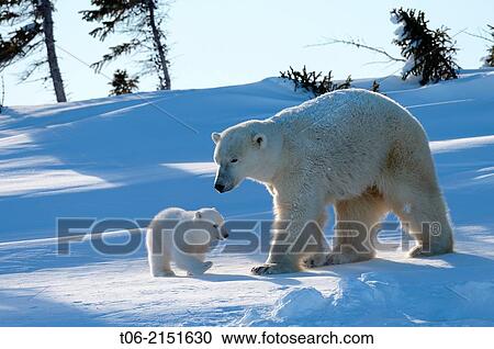 Polar bear (Ursus maritimus) female with her 3 months cub, soon after emerging from their den in March. Wapusk National Park, Churchill, Manitoba, Canada. View Large Photo Image Stock Image - Polar bear (Ursus maritimus) female with her 3 months cub, soon after emerging from their den in March. Wapusk National Park, Churchill, Manitoba, Canada.. Fotosearch