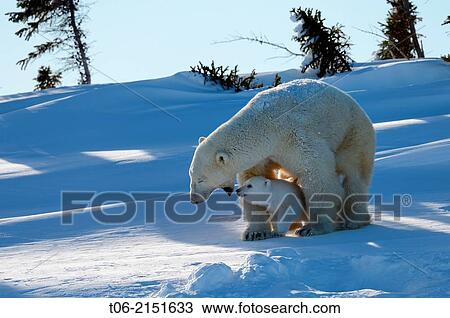 Polar bear (Ursus maritimus) female coming out the den with one three month cub in march. Wapusk National Park, Churchill, Manitoba, Canada. View Large Photo Image Stock Image - Polar bear (Ursus maritimus) female coming out the den with one three month cub in march. Wapusk National Park, Churchill, Manitoba, Canada.. Fotosearch