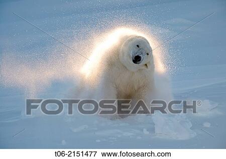 Polar bear (Ursus maritimus) female coming out the den and shaking off snow in march. Wapusk National Park, Churchill, Manitoba, Canada. View Large Photo Image Stock Photo - Polar bear (Ursus maritimus) female coming out the den and shaking off snow in march. Wapusk National Park, Churchill, Manitoba, Canada.. Fotosearch
