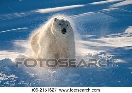 Polar bear (Ursus maritimus) female coming out the den and shaking off snow in march. Wapusk National Park, Churchill, Manitoba, Canada. View Large Photo Image Stock Photo - Polar bear (Ursus maritimus) female coming out the den and shaking off snow in march. Wapusk National Park, Churchill, Manitoba, Canada.. Fotosearch