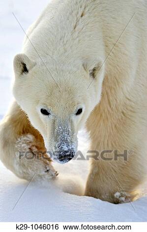 Stock Photograph - Polar bear Ursus maritimus foraging in the snow, possibly for berries in early winter. Fotosearch