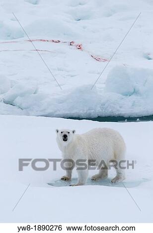 Polar bear Ursus maritimus, Greenland Polar Bear on the ice with blood from his last meal, a seal View Large Photo Image Stock Photograph - Polar bear Ursus maritimus, Greenland Polar Bear on the ice with blood from his last meal, a seal. Fotosearch