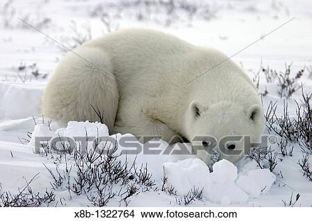 Polar Bear Ursus maritimus in day bed near Churchill, Manitoba, Canada View Large Photo Image Picture - Polar Bear Ursus maritimus in day bed near Churchill, Manitoba, Canada. Fotosearch