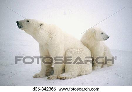 Polar Bear Ursus Maritimus Mother And Cub Churchill Manitoba Canada Stock Photography D35 342365 Fotosearch