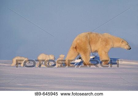 Polar bear (Ursus maritimus), mother and cubs View Large Photo Image Stock Photography - Polar bear (Ursus maritimus), mother and cubs. Fotosearch