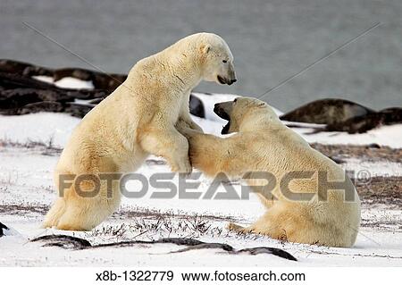 Polar Bear Ursus maritimus near Churchill, Manitoba, Canada View Large Photo Image Stock Photo - Polar Bear Ursus maritimus near Churchill, Manitoba, Canada. Fotosearch