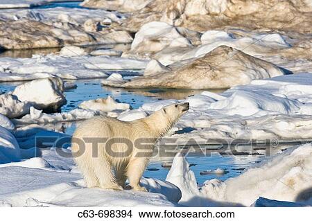 Polar bear Ursus maritimus on multi-year ice floes in the Barents Sea off the eastern coast of Edgeoya Edge Island in the Svalbard Archipelago, Norway View Large Photo Image Picture - Polar bear Ursus maritimus on multi-year ice floes in the Barents Sea off the eastern coast of Edgeoya Edge Island in the Svalbard Archipelago, Norway. Fotosearch
