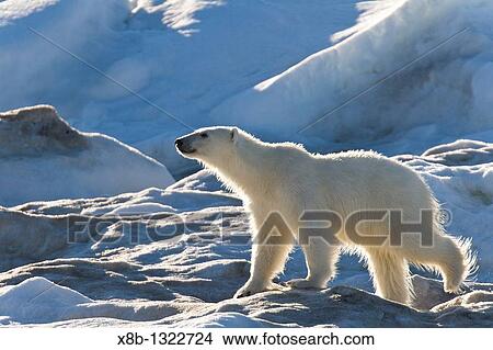 Polar bear Ursus maritimus on multi-year ice floes in the Barents Sea off the eastern coast of Edgeya Edge Island in the Svalbard Archipelago, Norway View Large Photo Image Picture - Polar bear Ursus maritimus on multi-year ice floes in the Barents Sea off the eastern coast of Edgeya Edge Island in the Svalbard Archipelago, Norway. Fotosearch