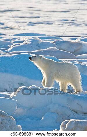 Polar bear Ursus maritimus on multi-year ice floes in the Barents Sea off the eastern coast of Edgeoya Edge Island in the Svalbard Archipelago, Norway View Large Photo Image Stock Photo - Polar bear Ursus maritimus on multi-year ice floes in the Barents Sea off the eastern coast of Edgeoya Edge Island in the Svalbard Archipelago, Norway. Fotosearch