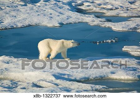 Polar bear Ursus maritimus on multi-year ice floes in the Barents Sea off the eastern coast of Edgeya Edge Island in the Svalbard Archipelago, Norway View Large Photo Image Stock Photo - Polar bear Ursus maritimus on multi-year ice floes in the Barents Sea off the eastern coast of Edgeya Edge Island in the Svalbard Archipelago, Norway. Fotosearch