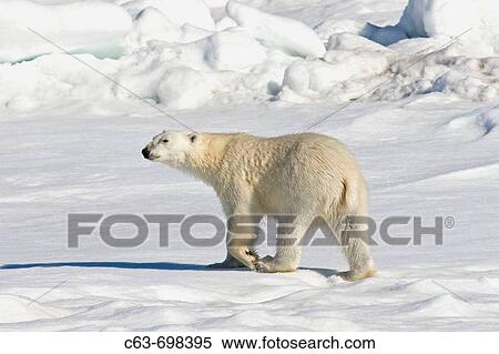 Stock Photography - Polar bear Ursus maritimus on multi-year ice floes in the Barents Sea off the eastern coast of Edgeoya Edge Island in the Svalbard Archipelago, Norway. Fotosearch