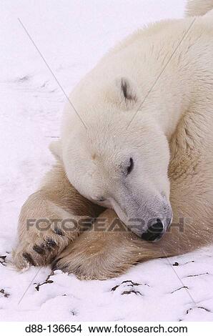 Polar Bear (Ursus maritimus). Churchill, Manitoba, Canada. View Large Photo Image Picture - Polar Bear (Ursus maritimus). Churchill, Manitoba, Canada.. Fotosearch
