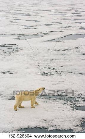 Picture - Polar Bear (Ursus maritimus). Spitsbergen, Svalbard, Norway. Fotosearch