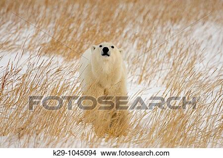 Polar bear Ursus maritimus View Large Photo Image Picture - Polar bear Ursus maritimus. Fotosearch