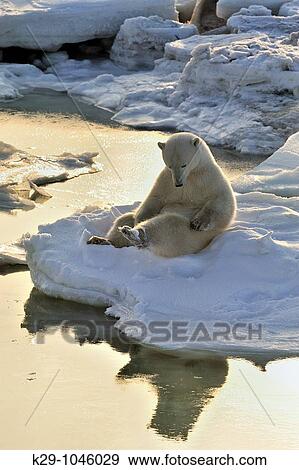Polar bear Ursus maritimus Realaxed by open water View Large Photo Image Stock Photo - Polar bear Ursus maritimus Realaxed by open water. Fotosearch