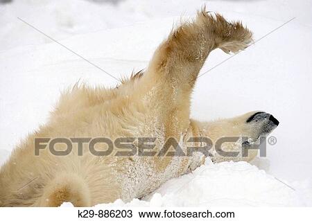 Polar bear Ursus maritimus Resting in snow along Hudson Bay coastline View Large Photo Image Stock Image - Polar bear Ursus maritimus Resting in snow along Hudson Bay coastline. Fotosearch