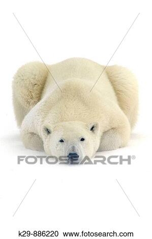 Polar bear Ursus maritimus Resting in snow along Hudson Bay coastline View Large Photo Image Stock Image - Polar bear Ursus maritimus Resting in snow along Hudson Bay coastline. Fotosearch