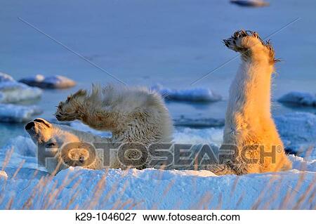 Polar bear Ursus maritimus Rolling in snow View Large Photo Image Stock Photo - Polar bear Ursus maritimus Rolling in snow. Fotosearch