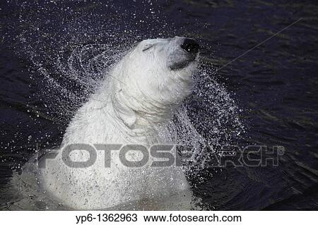 Stock Image - Polar Bear Ursus maritimus shaking off water, Ranua Zoo, Finland. Fotosearch
