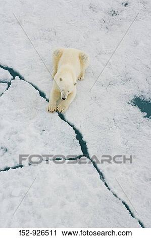 Polar Bear (Ursus maritimus). Spitsbergen, Svalbard, Norway View Large Photo Image Stock Image - Polar Bear (Ursus maritimus). Spitsbergen, Svalbard, Norway. Fotosearch