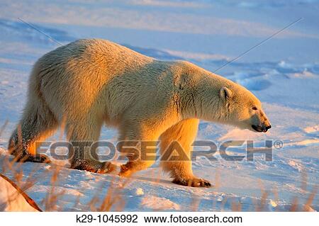 Polar bear Ursus maritimus View Large Photo Image Stock Image - Polar bear Ursus maritimus. Fotosearch
