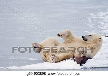 Polar Bear (Ursus maritimus), Churchill, Canada (November 2005) View Large Photo Image Stock Photo - Polar Bear (Ursus maritimus), Churchill, Canada (November 2005). Fotosearch