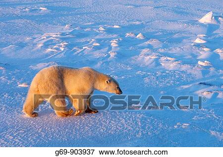 Polar Bear (Ursus maritimus) View Large Photo Image Stock Photo - Polar Bear (Ursus maritimus). Fotosearch