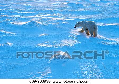 Polar Bear (Ursus maritimus) View Large Photo Image Stock Photo - Polar Bear (Ursus maritimus). Fotosearch