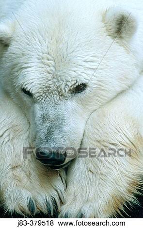 Polar Bear (Ursus maritimus) View Large Photo Image Stock Photo - Polar Bear (Ursus maritimus). Fotosearch