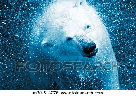 Polar bear (Ursus Maritimus). View Large Photo Image Stock Photograph - Polar bear (Ursus Maritimus).. Fotosearch