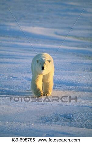 Stock Photography - Polar bear (Ursus maritimus). Fotosearch