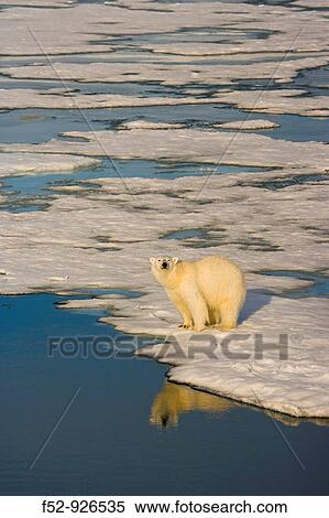 Polar Bear (Ursus maritimus), Svalbard, Norway View Large Photo Image Stock Photography - Polar Bear (Ursus maritimus), Svalbard, Norway. Fotosearch