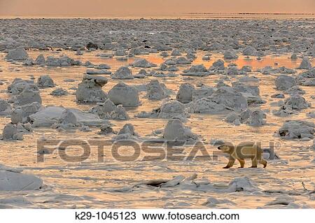 Polar bear Ursus maritimus walking on newly forming Hudson Bay ice View Large Photo Image Stock Image - Polar bear Ursus maritimus walking on newly forming Hudson Bay ice. Fotosearch
