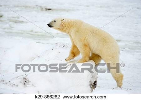 Polar bear Ursus maritimus walking along Hudson Bay coastline View Large Photo Image Stock Image - Polar bear Ursus maritimus walking along Hudson Bay coastline. Fotosearch