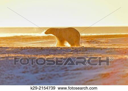 Polar bear (Ursus maritimus), Wapusk NP, Cape Churchill, Manitoba, Canada. View Large Photo Image Stock Photo - Polar bear (Ursus maritimus), Wapusk NP, Cape Churchill, Manitoba, Canada.. Fotosearch
