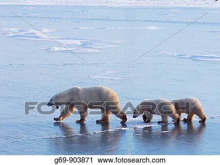 Polar Bear (Ursus maritimus) with cubs, Churchill, Canada (November 2005) View Large Photo Image Stock Image - Polar Bear (Ursus maritimus) with cubs, Churchill, Canada (November 2005). Fotosearch