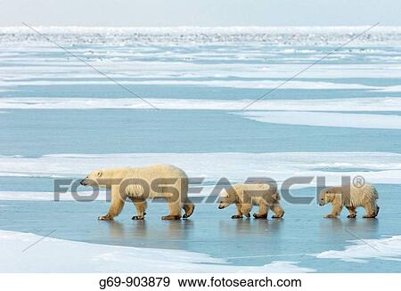 Stock Photo - Polar Bear (Ursus maritimus) with cubs, Churchill, Canada (November 2005). Fotosearch