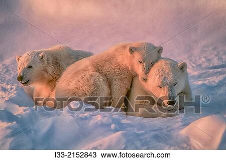 Polar bear with her cubs. View Large Photo Image Stock Image - Polar bear with her cubs.. Fotosearch