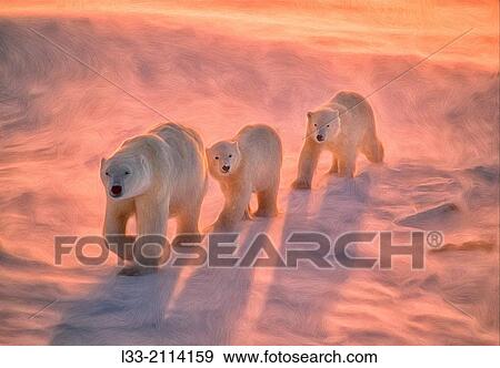 Stock Photo - Polar bears on tundra in Arctic sunset.. Fotosearch