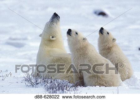 Polar bears View Large Photo Image Stock Image - Polar bears. Fotosearch
