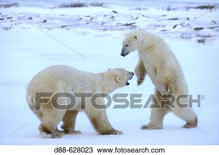 Polar bears View Large Photo Image Stock Image - Polar bears. Fotosearch