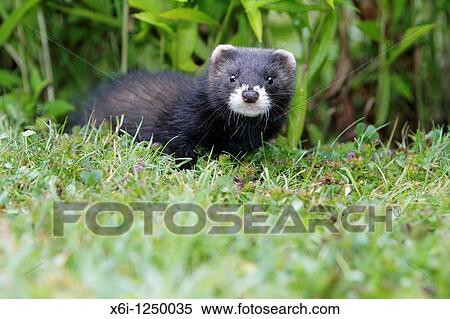 Stock Photography - Polecat Mustela putorius, young animal in garden, Germany. Fotosearch