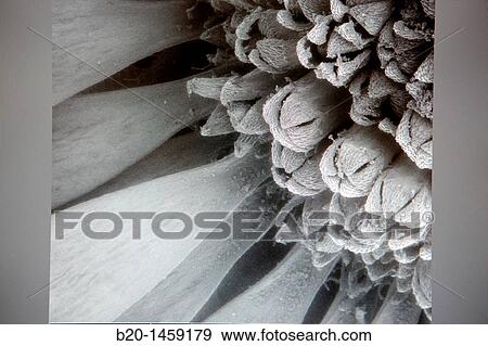 Polen images on SEM, Analysis of nanostructures and nanodevices, Environmental scanning electron microscopy Laboratory, ESEM, Microscope Quanta TM 250 FEG, High-resolution surface imaging, Investigation of wet and dielectric samples View Large Photo Image Stock Photo - Polen images on SEM, Analysis of nanostructures and nanodevices, Environmental scanning electron microscopy Laboratory, ESEM, Microscope Quanta TM 250 FEG, High-resolution surface imaging, Investigation of wet and dielectric samples. Fotosearch