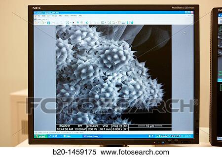 Stock Photography - Polen images on SEM, Analysis of nanostructures and nanodevices, Environmental scanning electron microscopy Laboratory, ESEM, Microscope Quanta TM 250 FEG, High-resolution surface imaging, Investigation of wet and dielectric samples. Fotosearch
