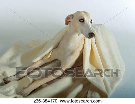 Polish Hound with blanket View Large Photo Image Stock Image - Polish Hound with blanket. Fotosearch